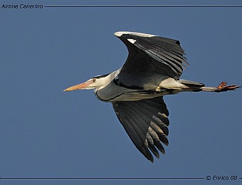 Animali 238